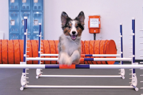 agility gym for dogs
