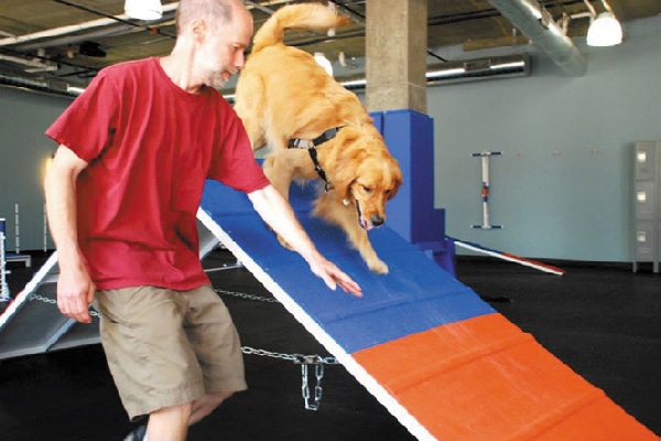 zoom room dog training seattle zoom room dog training seattle
