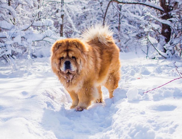 Stunning Keratin Conditioning For Double Coated Dogs image