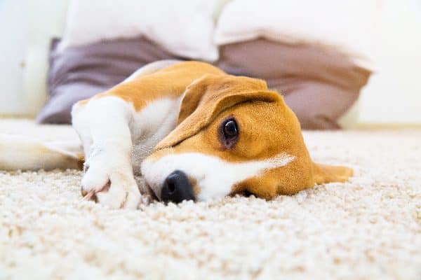 A Beagle dog on the floor looking sick.