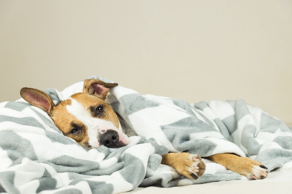 A dog asleep or sick in a pile of blankets.