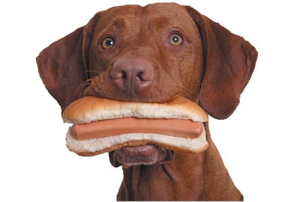  A pet with a hotdog in his mouth.