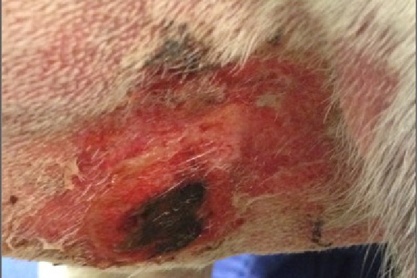 An Alabama rot lesion on a dog.
