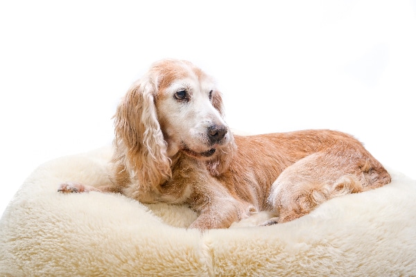 An old, sick senior dog lying down.