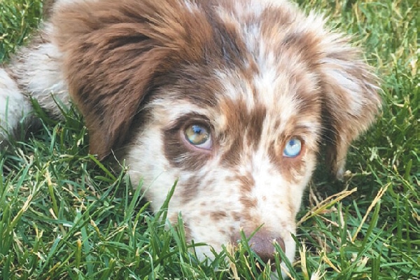 Australian-Shepherd-on-the-grass.jpg"