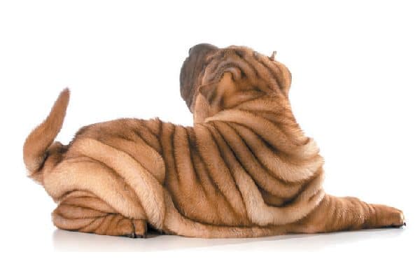 A tan Shar-Pei resting on his tummy with head turned back and tail up.