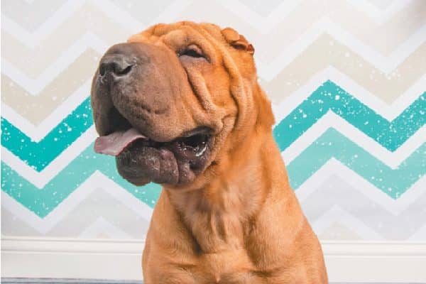 Chinese Shar-Pei smiling with tongue out. 