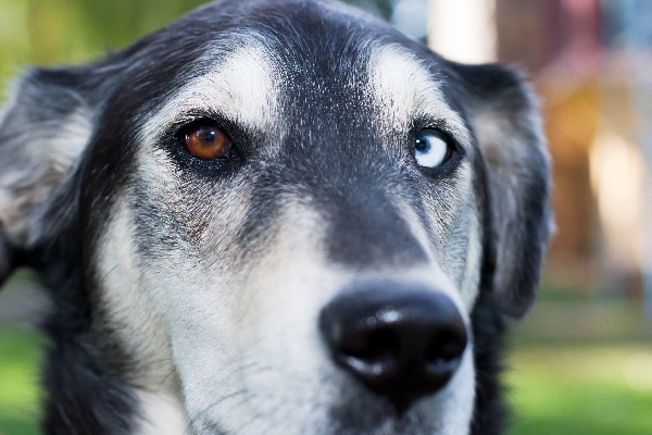 A close up of a dog with one brown eye and one blue eye.