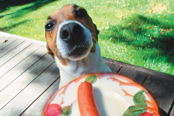 Dog and hot dog, dog at barbecue.