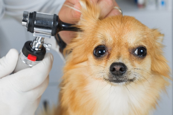 A dog getting his ears examined, checked out by a vet.