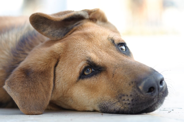 A dog lying down with his ear folded over.