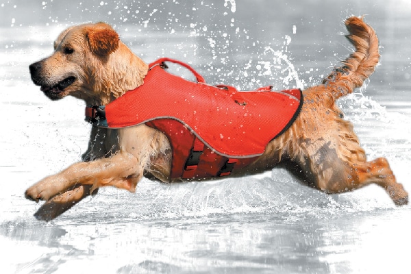 Get the Surf and Turf Life Vest at kurgo.com.
