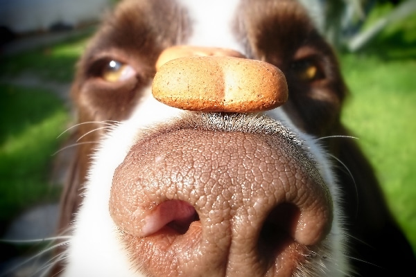 A dog with a treat on his nose.
