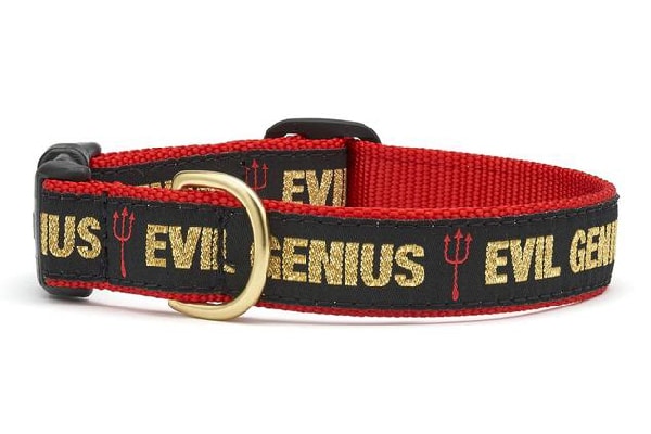 Evil Genius dog collar by UpCountry.