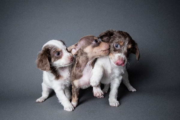 should you get 2 puppies from the same litter