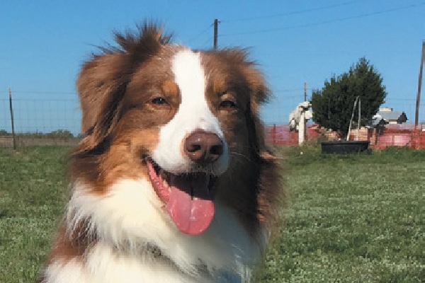 Happy Australian Shepherd.