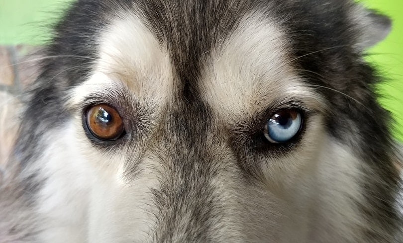 Heterochromia-and-Segmental-Heterochromia in a husky dog