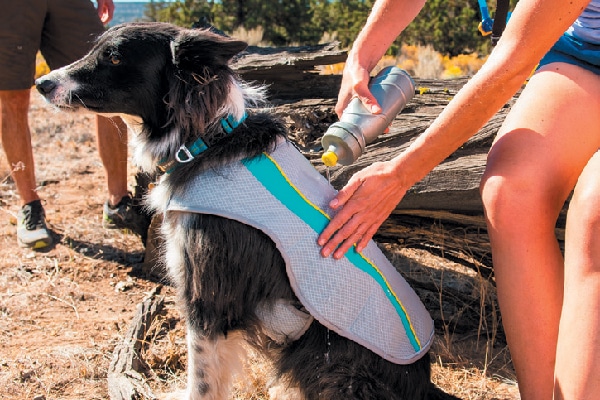 Go to ruffwear.com to find the Jet Stream cooling vest.
