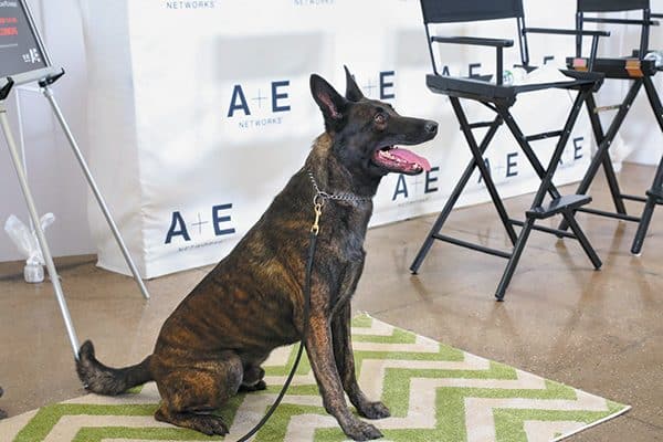 Flex the Dutch German Shepard Dog.