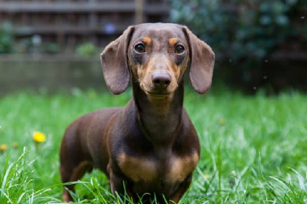 miniature dachshund dog breed