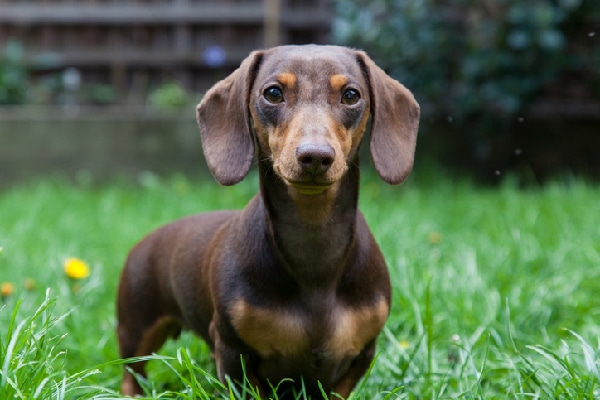 chocolate mini dachshund