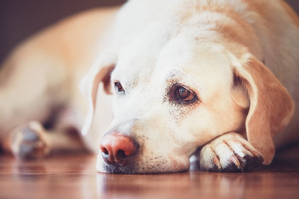 can dogs take benadryl capsules