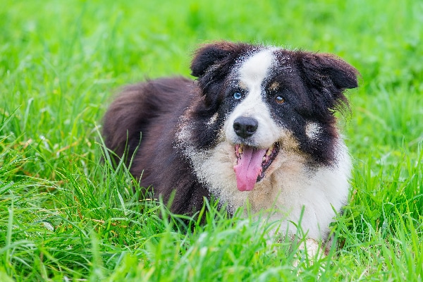 A dog with different-colored eyes in the grass.