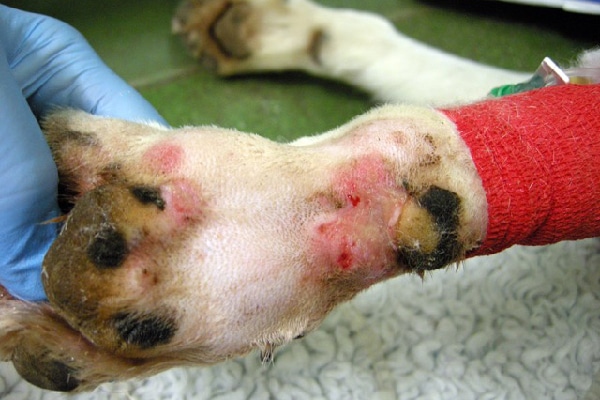 A case of Alabama rot in a dog.