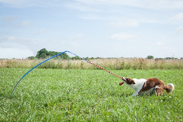 Tug Toys, TetherTug (prices vary). tethertug.com https://tethertug.com/collections/tug-toys