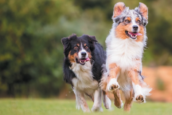 Two Australian Shepherds running.