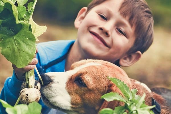 Boy gardening with his beagle. 