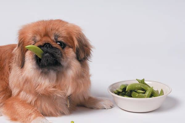  Some veggies can be a healthy and healthy treat, however just a few pieces —-- not a bowlful! Photography ©© rmarnold|Getty Image.