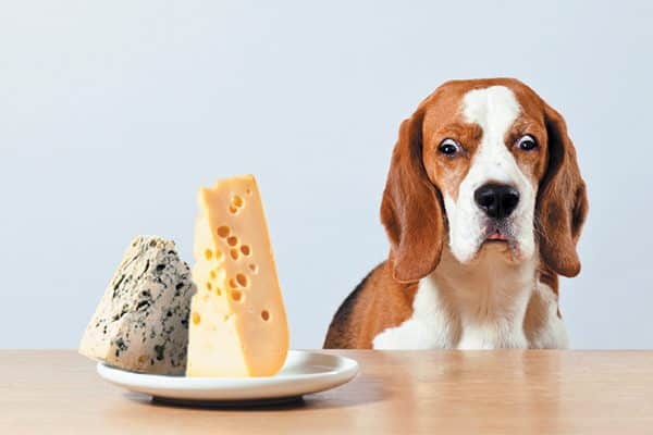  Though most pets like cheese, it is high in both fat and salt. Attempt a low-fat cheese like mozzarella. Photography ©© igorr1|Getty Images.