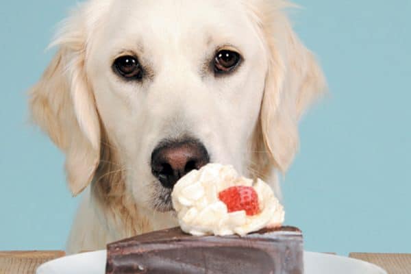  Chocolate ranked 5th amongst the ASPCA's 2017 Top Pet Toxins. Photography ©© Fenne|Getty Images.