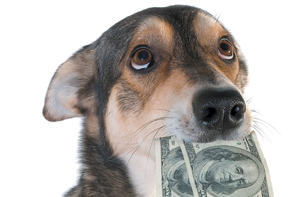 Dog with his hears back, holding two hundred dollar bills in his mouth.