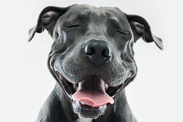 Dog with his mouth wide open. Photography by ©SensorSpot | Getty Images.