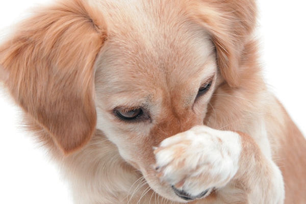 A dog covering his nose with his paw. Photography by ©kickers | Getty Images.