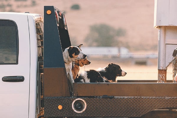 Dogs riding in the back of a car or pickup truck.