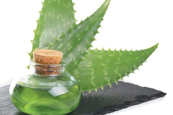 Natural remedies — Aloe vera plant. Photography by ©Guy45 | Getty Images.