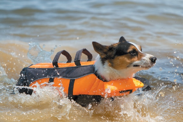 A dog swimming in water in a life vest. 