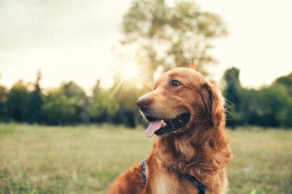  A pet panting outside in the summertime sun.