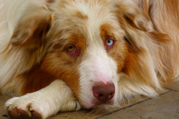 A dog sick or sleepy with his eyes closed.