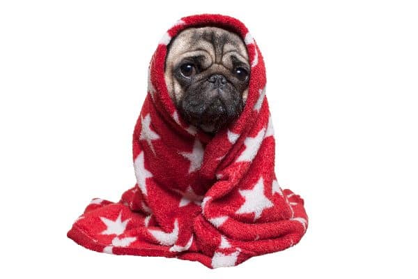 A sick dog wrapped in a towel or blanket.