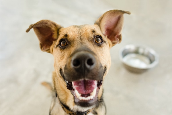 Happy, excited dog by bowl of water.