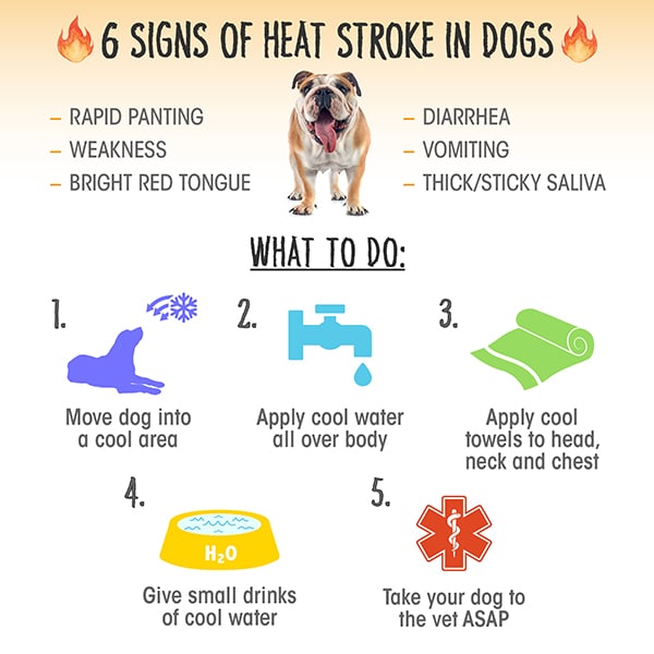 Infographic on heat stroke in dogs.