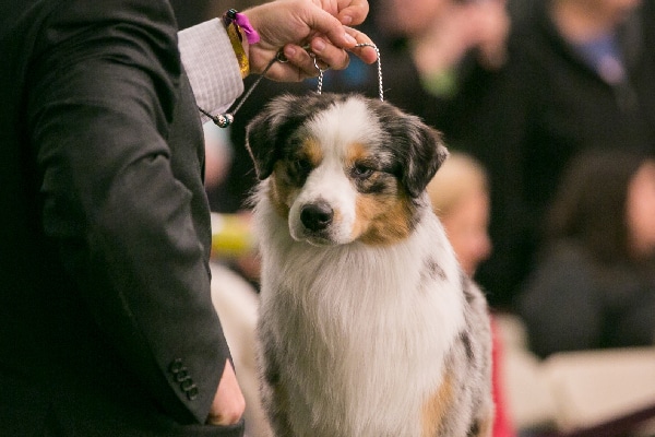 miniature american shepherd puppies