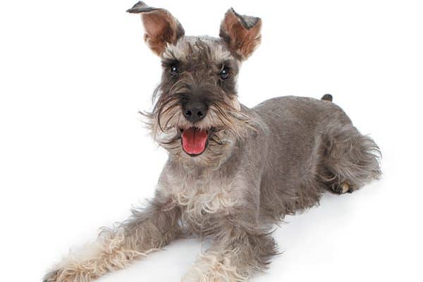 The Miniature Schnauzer is named for his unmistakable, physical feature. Photography ©Moviestore collection Ltd | Alamy Stock Photo.