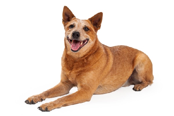 Get to Know the Facts on the Red Heeler
