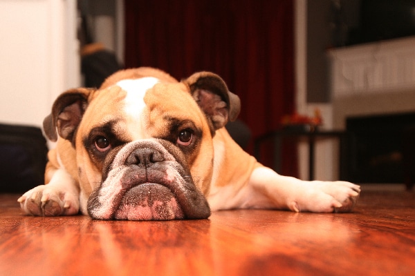 A sick dog lying on the floor looking sad.