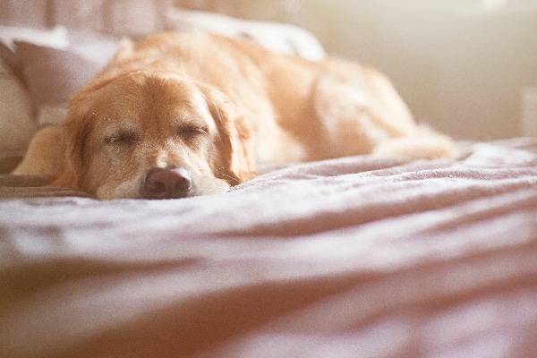 A sick or sleeping Retriever dog, lying down.